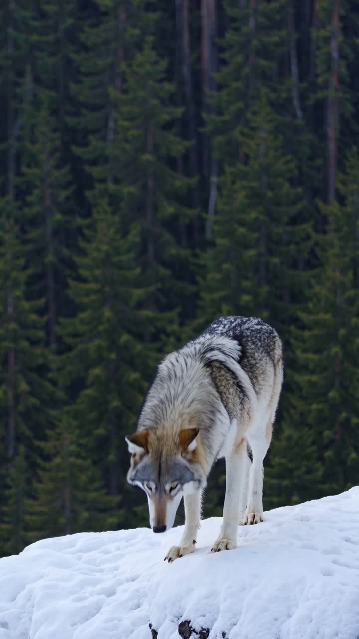 A majestic wolf stands on a snowy hill, captured from a low-angle shot, emphasizing its power