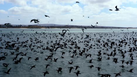 massive flock of birds flying over the ocean