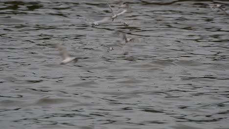 Seeschwalben-Und-Möwen,-Die-Nach-Nahrung-Suchen,-Sind-Wandernde-Seevögel-Nach-Thailand,-Die-Im-Kreis-Herumfliegen-Und-Abwechselnd-Nach-Nahrung-Suchen,-Die-Auf-Dem-Meer-Am-Kai-Des-Bangpu-freizeitzentrums-Schwimmt