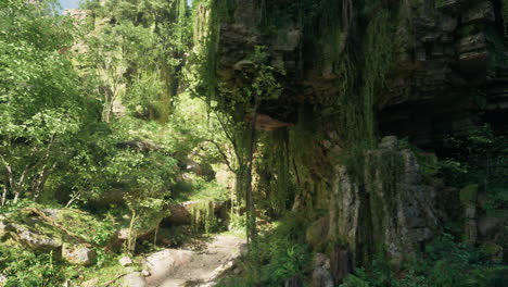 a dense and vibrant australian forest mountain path