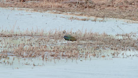 Northern-lapwing-preening-its-feathers-in-shallow-water-near-dry-shore