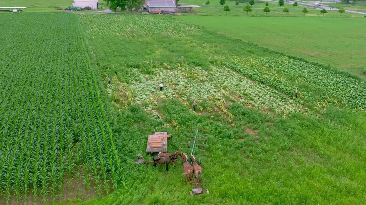 Amish farmers are seen tending to tobacco crops and livestock in expansive fields under clear skies. The area is surrounded by greenery with a road visible in the background