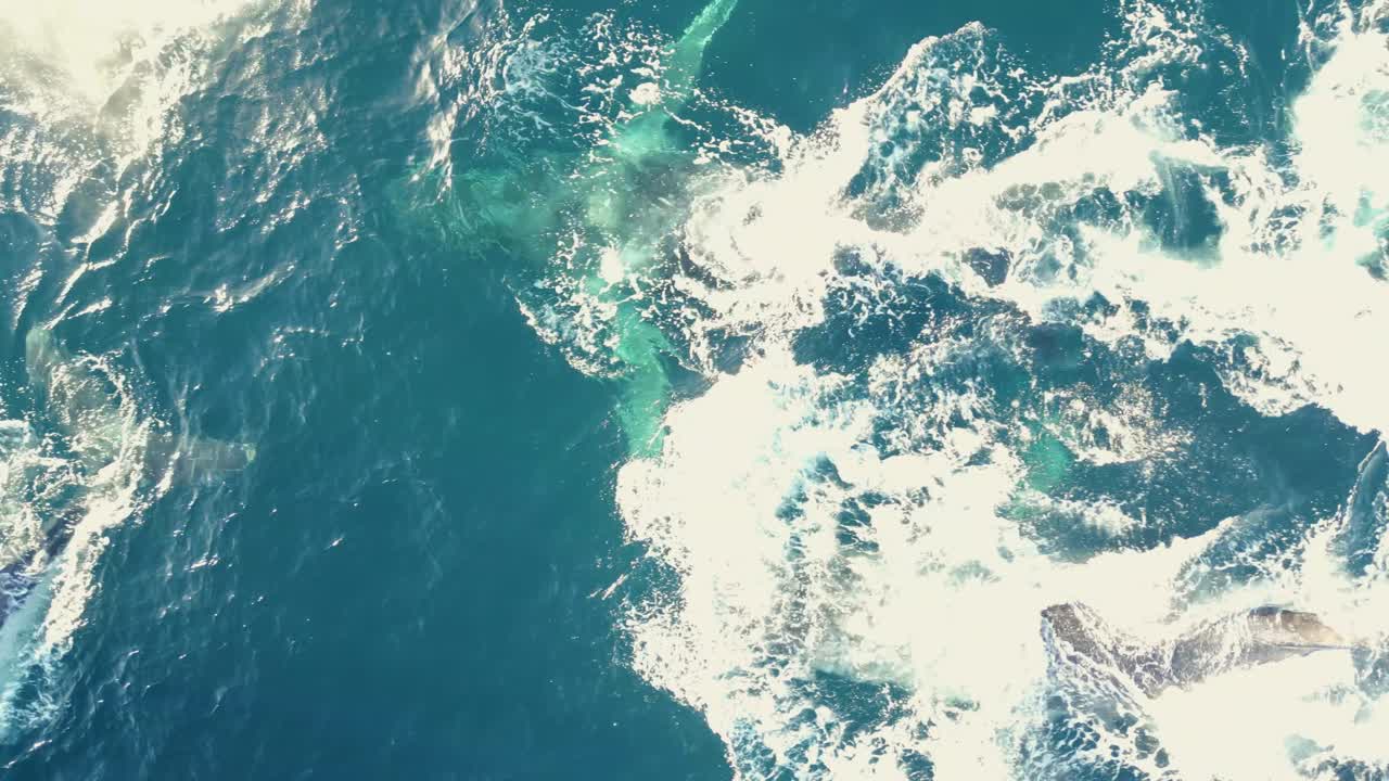 Very Beautiful close up view pods of humpback whales swimming at the South Pacific Ocean in Sydney, Australia - top down bird eye drone shot