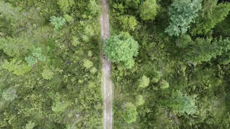 Familientrekking-Auf-Waldweg,-Luftaufnahme-Von-Oben-Nach-Unten