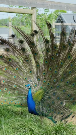 Male Indian Peafowl (Pavo Cristatus) Fanning Out Its Impressive Tail Feathers To Attract A Female Mate. Common Courtship Behaviors