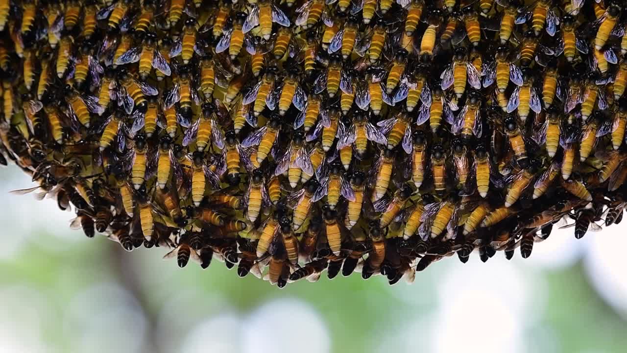 se sabe que las abejas melíferas gigantes construyen grandes colonias de nidos con bolsillos simétricos hechos de cera para almacenar miel como fuente de alimento.