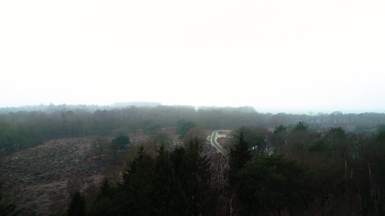 Misty Forest Landscape with Path
