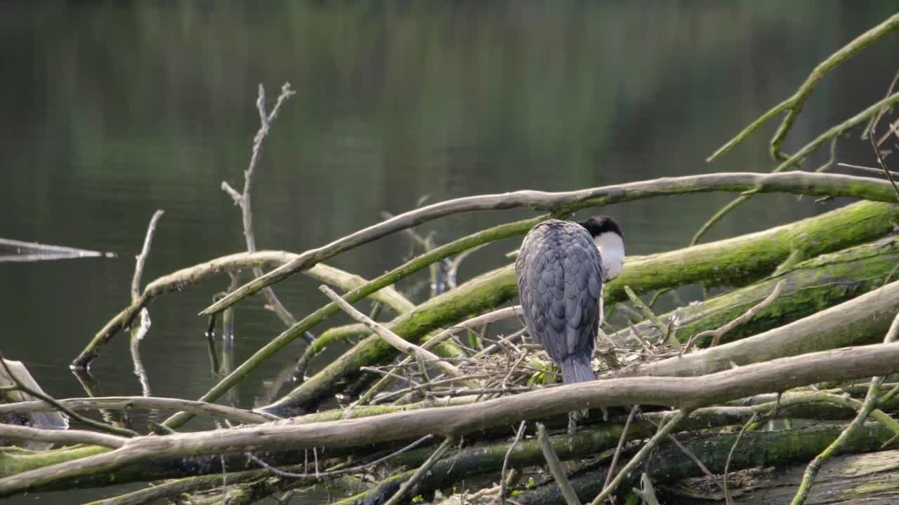un cormorán de varios colores sentado en su nido mientras se acicala