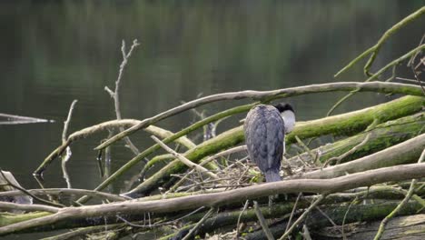 a pied shag sitting in it's nest while it grooms itself