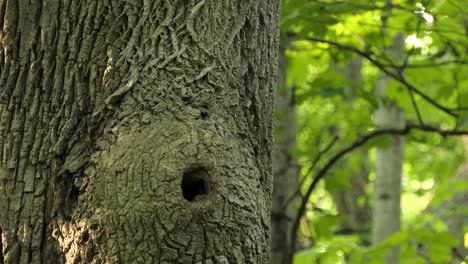 white-breasted nuthatch bird on tree trunk goes into tree hollow, static view