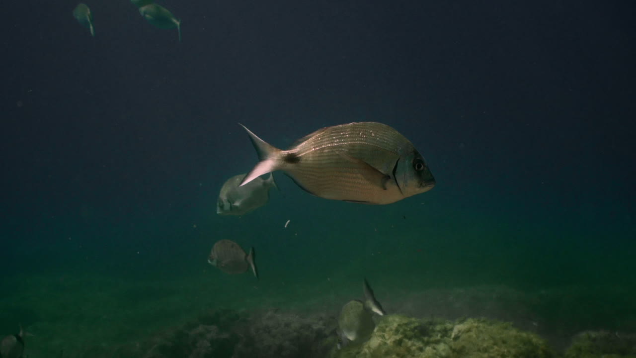 sargo en el mar mediterraneo
