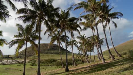 beautiful palm trees blow in the wind on a south sea island