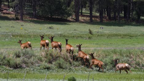 adult elk watch as the herd go over a hill