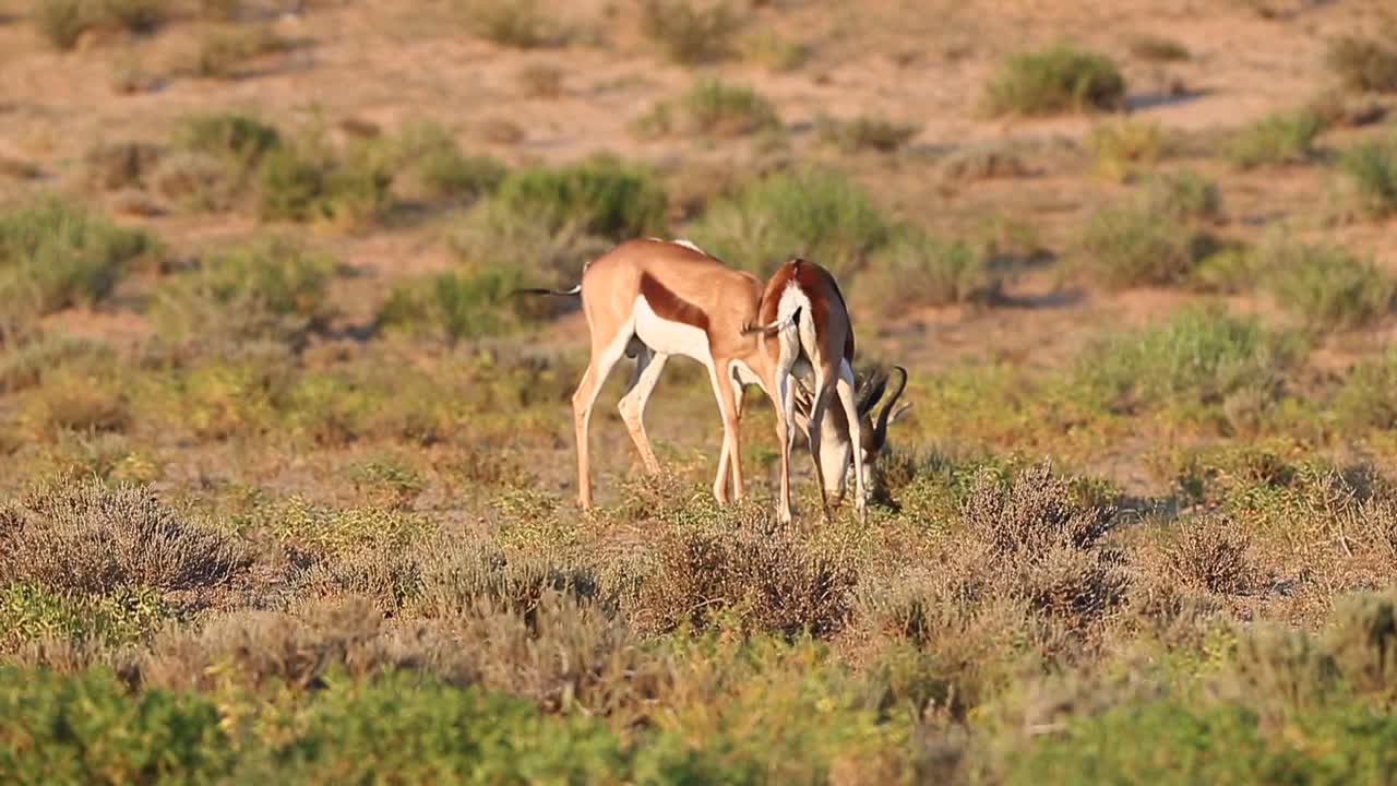 el antílope springbok macho comiendo en kalahari se enfrenta a un desafío muy breve
