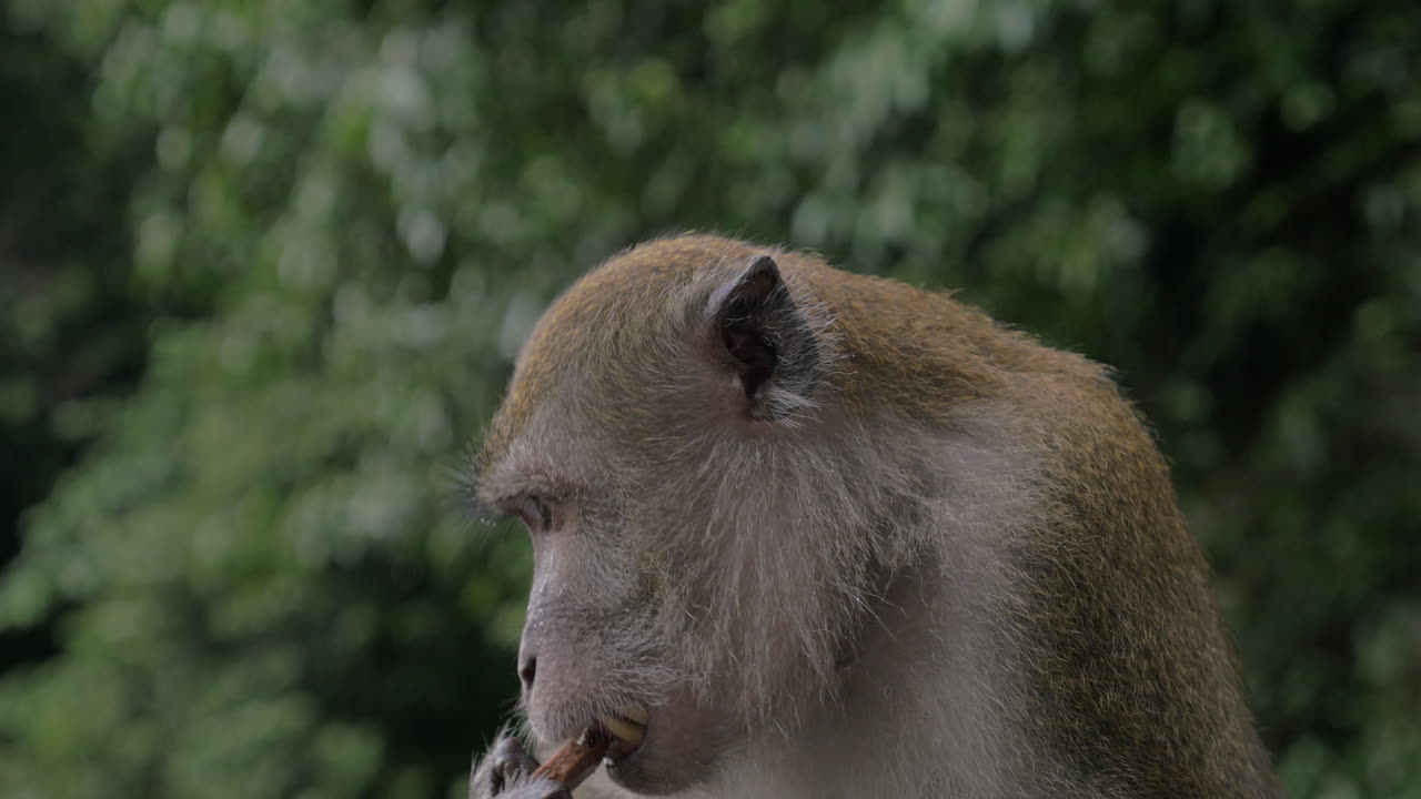 vista de cerca del macaco en las cuevas de batu en un fondo verde borroso gombak selangor malasia