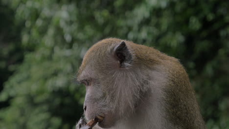 Close-up-view-of-Macaque-at-Batu-Caves-on-blurred-green-background-Gombak-Selangor-Malaysia