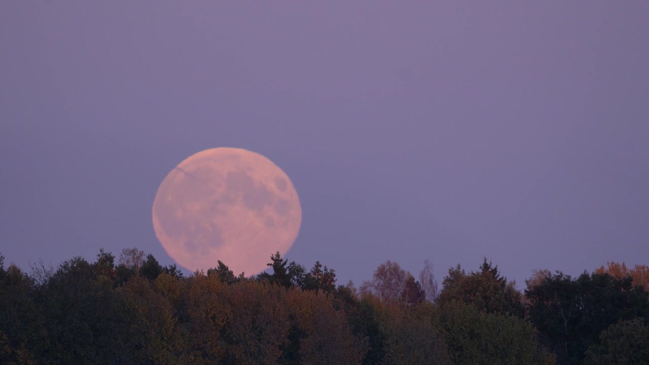 Um close-up de uma lua cheia nascendo atrás de uma floresta ao pôr do sol, com tons suaves de rosa preenchendo o céu.
