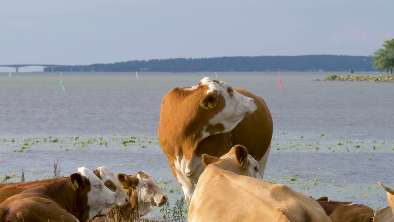 작은 건지 소 떼가 스웨덴의 강을 따라 풀을 뜯고 있다