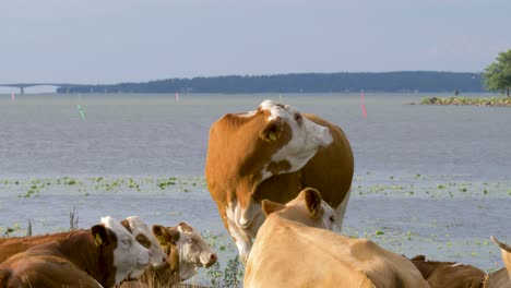 a small herd of guernsey cow graze for grass along a river in sweden