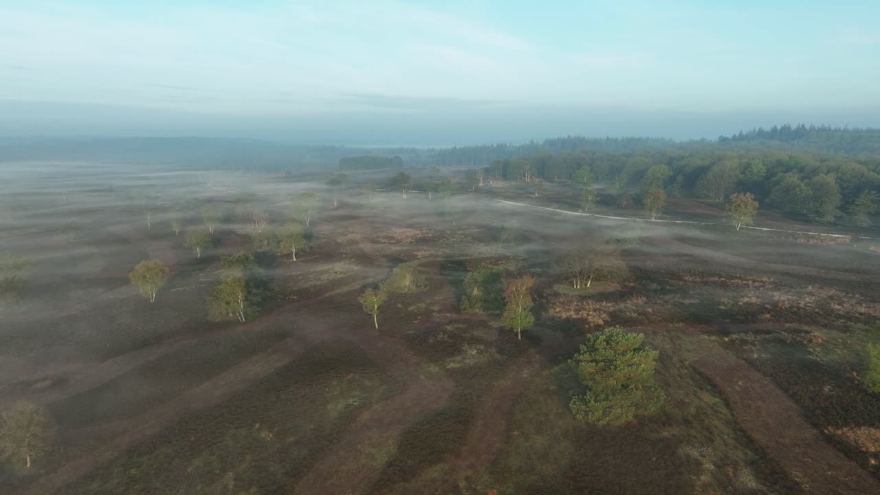 paisaje de brezo en el amanecer