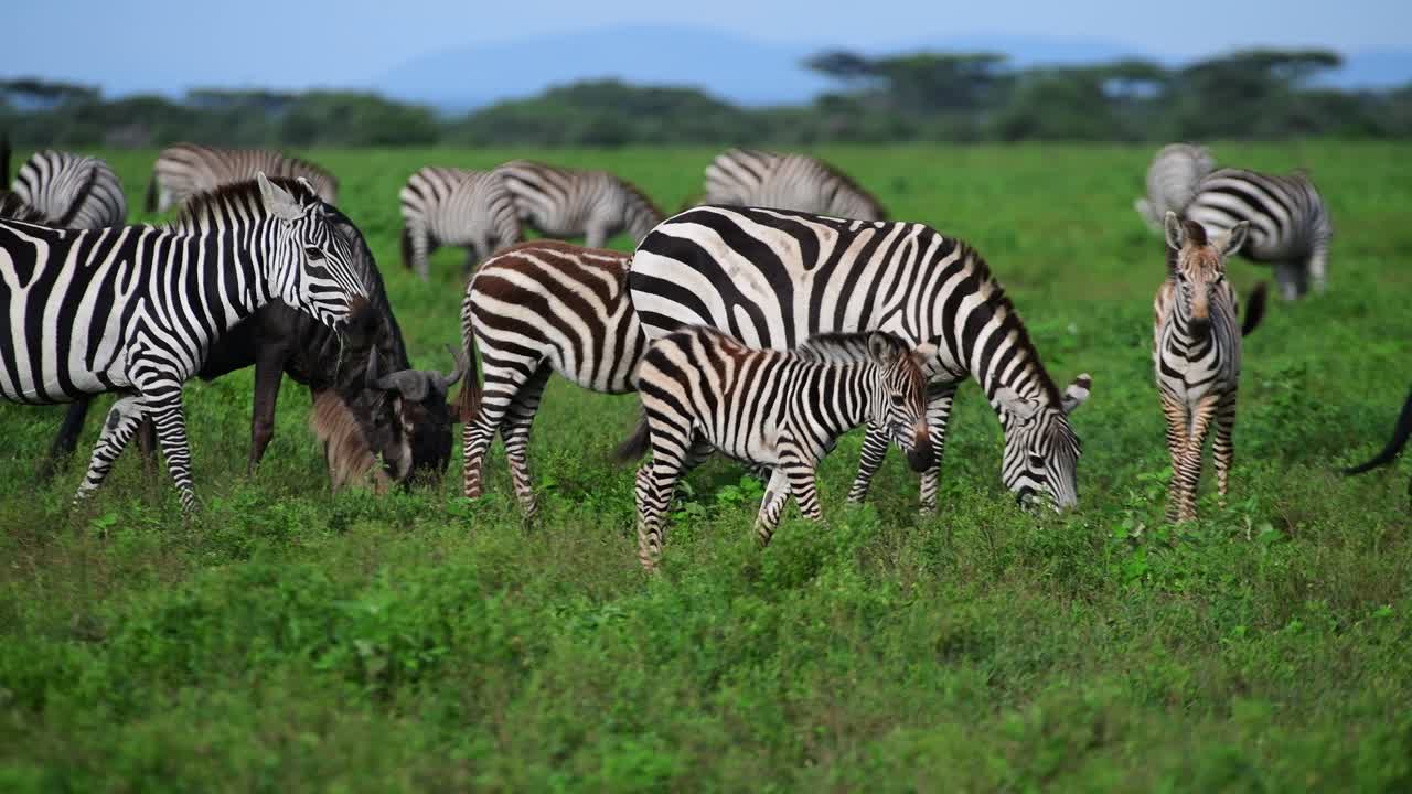 Ripresa in movimento di un gruppo di zebre con giovani zebre che esplorano la natura selvaggia del Serengeti, Tanzania