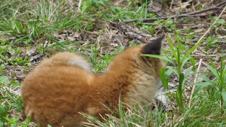 Tenero cucciolo di volpe rossa sta nell'erba e guarda la macchina fotografica.