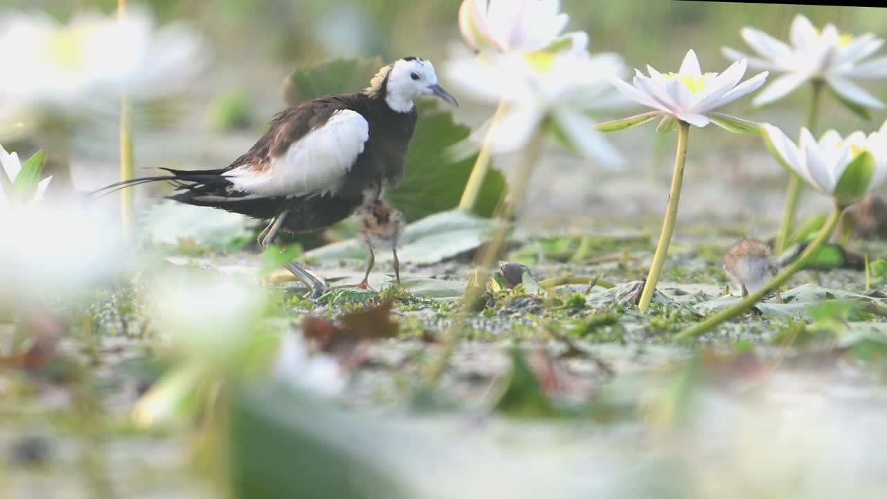 jacana de cola de faisán manteniendo pollitos debajo de su cuerpo