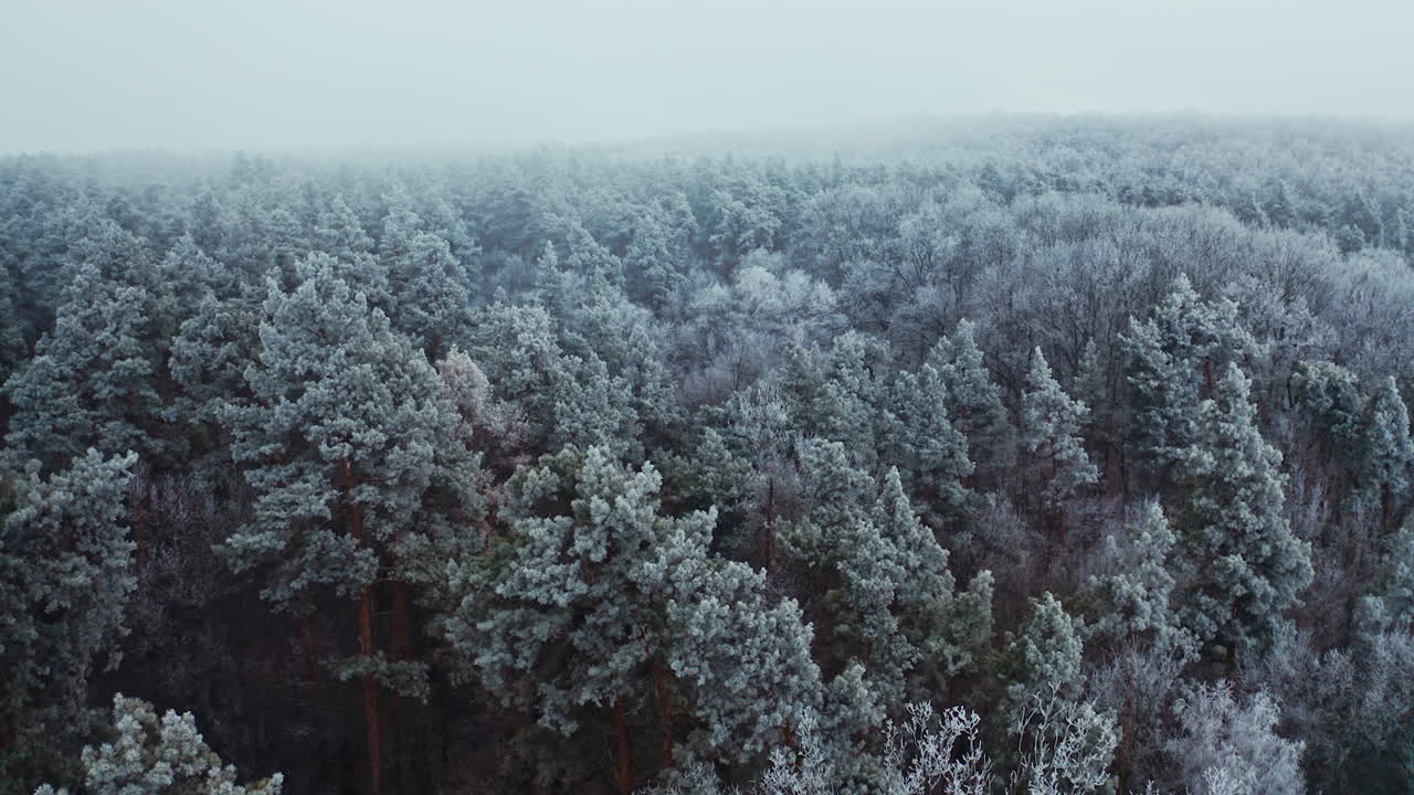 Snow covered forest. Aerial drone view of winter landscape