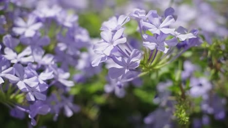 Flores-De-Jabón-De-Color-Lila.-Cámara-Lenta-De-Primer-Plano.-4k