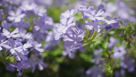 flores de jabón de color lila. cámara lenta de primer plano. 4k