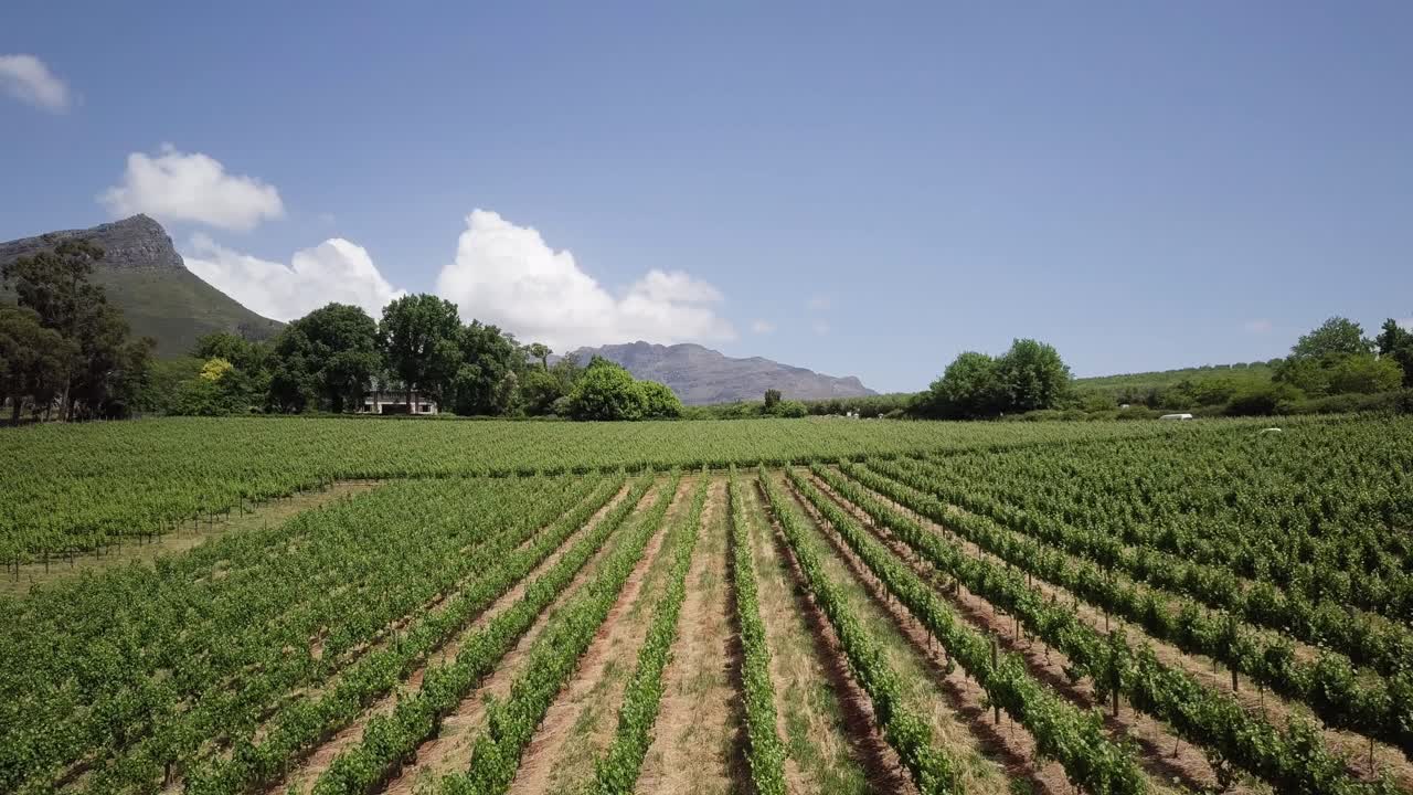 남아프리카 공화국 케이프타운의 콘스탄티아에 있는 포도.