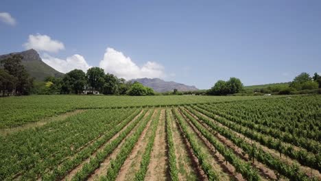 viñedos sobre las tierras vinícolas en constantia, ciudad del cabo, sudáfrica