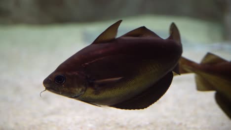 cod fish - gadus morhua. underwater shot of atlantic cod swimming and searching for food on the bottom of the sea