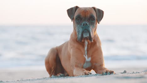 boxer dog lying on the beach