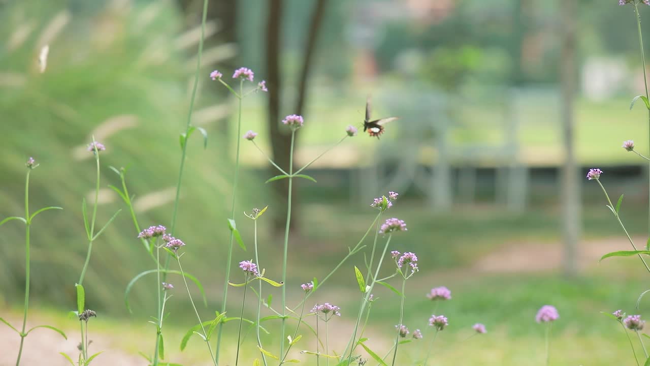 태국의 식물학 여름 정원에서 날아다니는 멋진 나비들