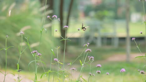 Atemberaubende-Schmetterlinge,-Die-In-Einem-Botanischen-Sommergarten-In-Thailand-Herumfliegen