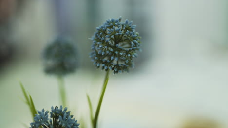 primer plano de una hermosa planta azul sobre una mesa