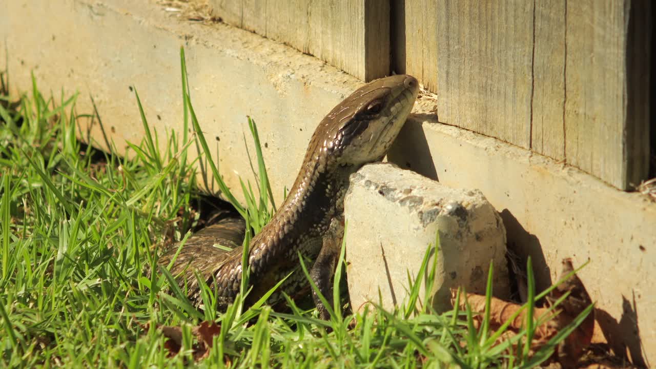 lagarto de lengua azul descansando en la valla de piedra en el jardín