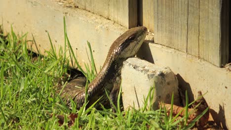 Blue-Tongue-Lizard-Resting-On-Stone-Fence-In-Garden