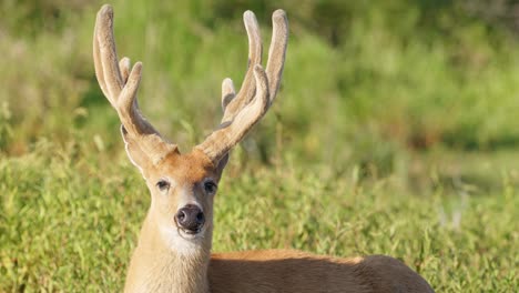 gros plan d'un cerf des marais mâle allongé regardant autour de lui