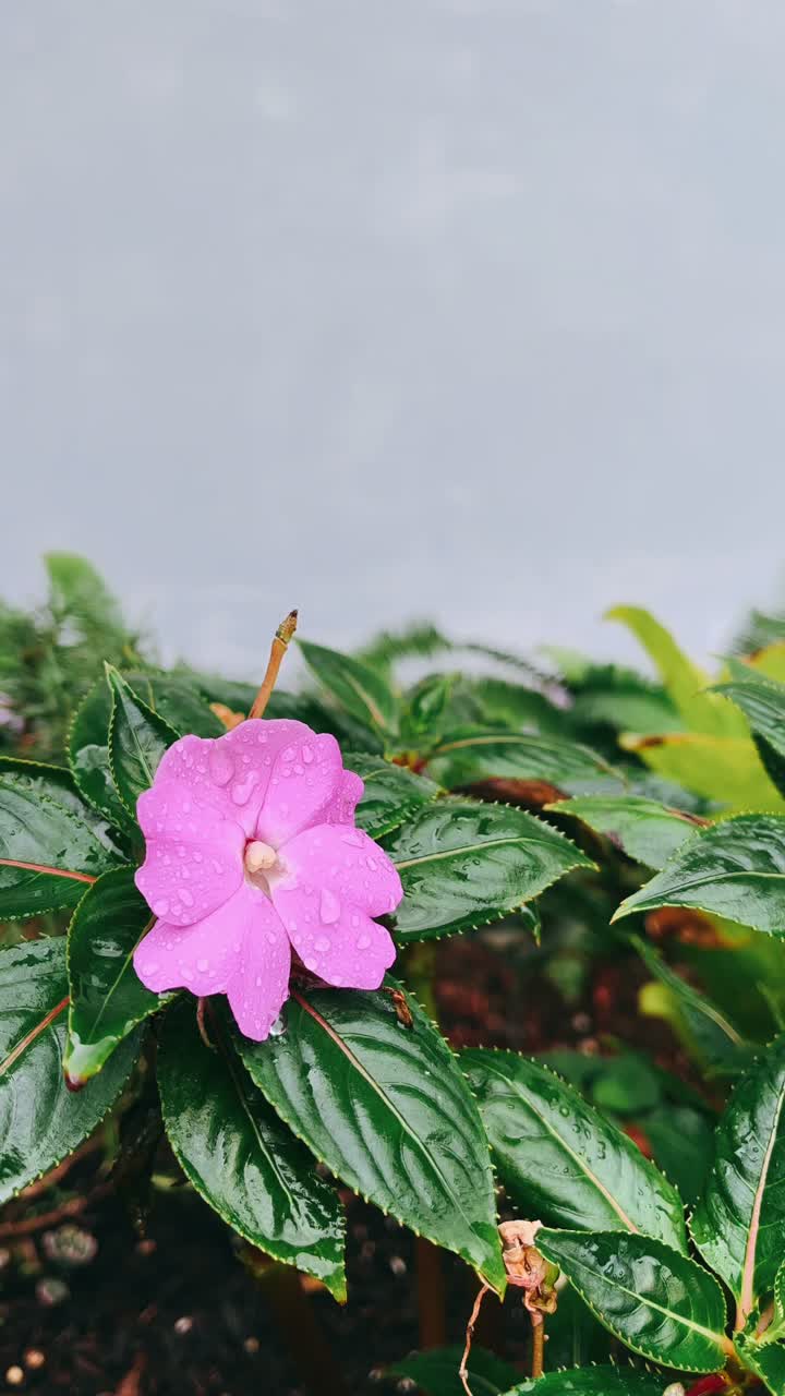 flor rosa con gotas de agua