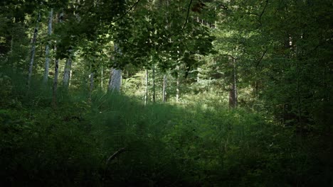 Langsame-LKW-Aufnahme-Von-Rechts-Nach-Links-In-Einem-Wald-Am-Ende-Des-Sommers-In-Der-Schweiz