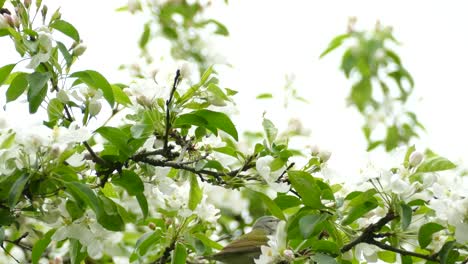 Close-up-of-a-Tennessee-warbler-hopping-among-the-branches-of-a-blossoming-apple-tree-looking-for-food