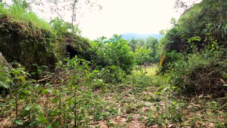 Walking-along-the-trail-inside-the-forest-towards-the-exit