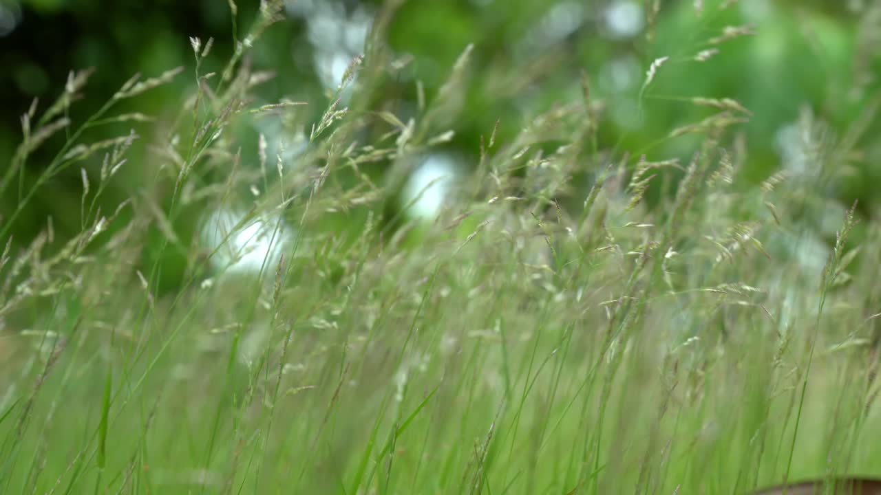 green young grass shake by the wind