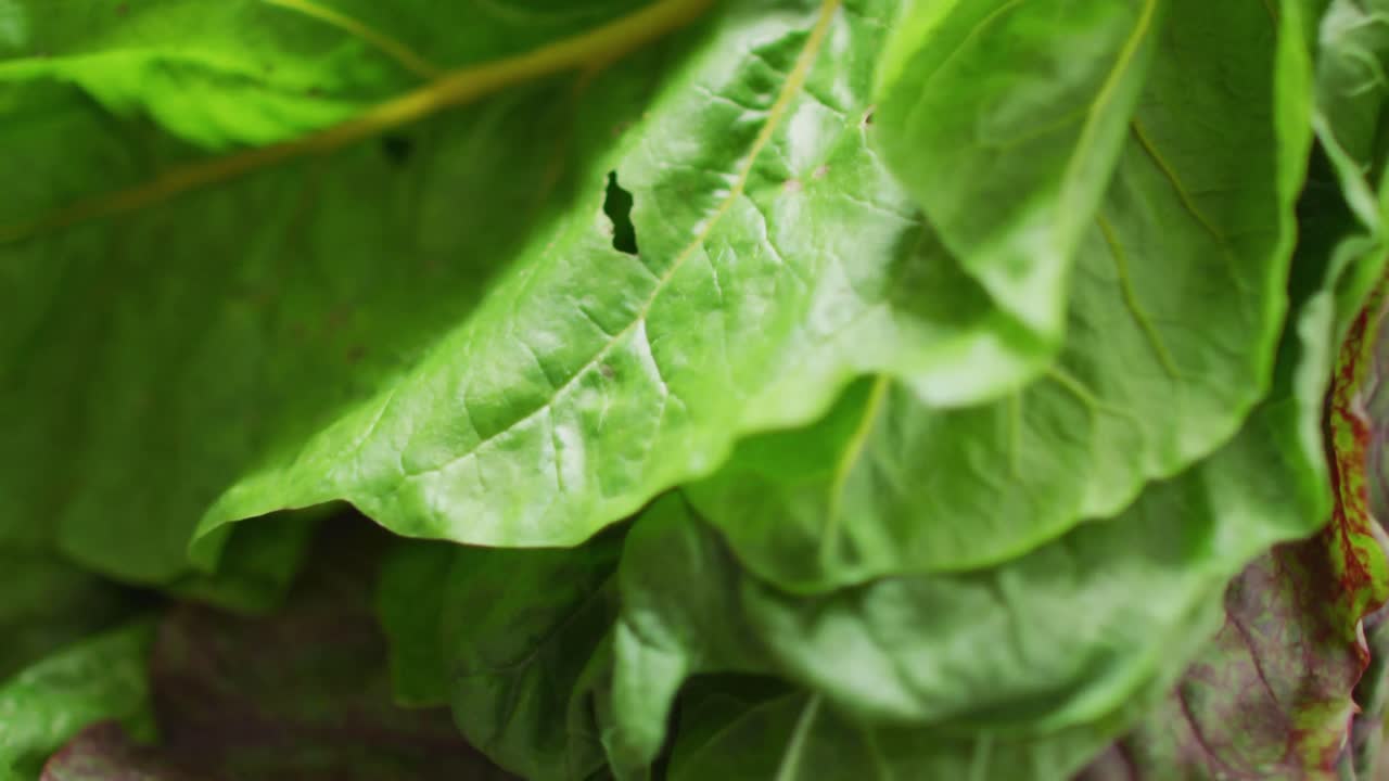 video de un primer plano de hojas de ensalada frescas