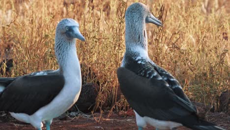 Piqueros-De-Patas-Azules-En-Una-Llamada-De-Apareamiento-En-Las-Islas-Galápagos