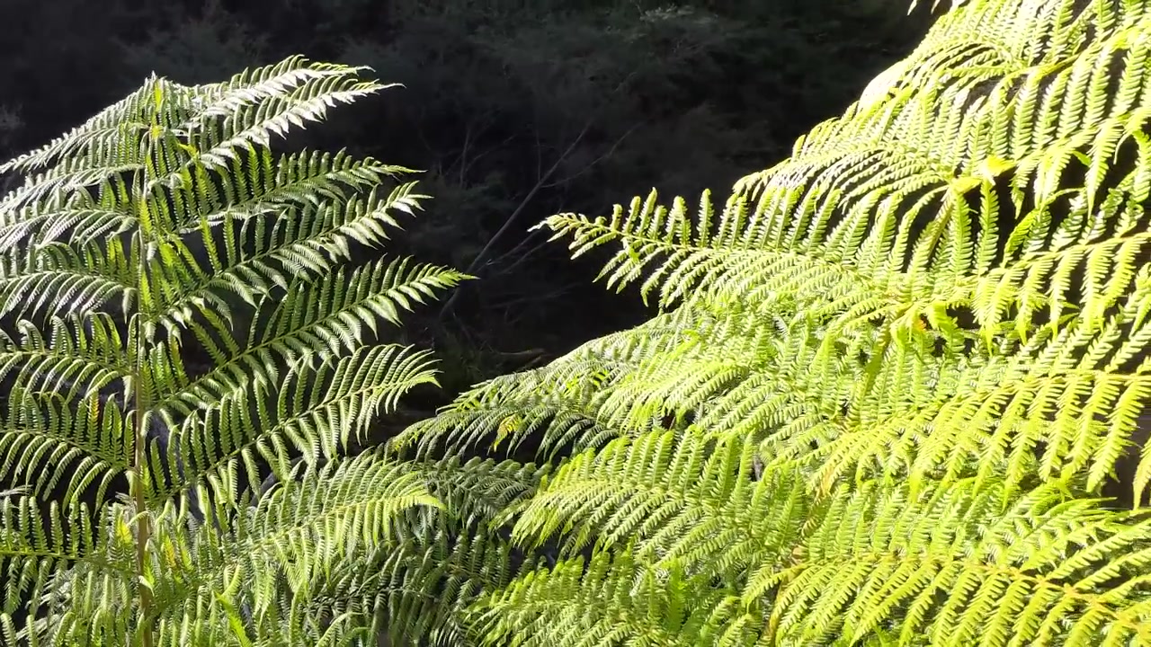 Vibrant green fern fronds sway gently in bright sunlight within Wentworth Falls, Australia.