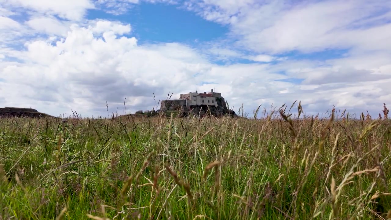 Lunghe piante di prato ondeggiano al vento mentre il lontano Castello di Lindisfarne si erge sulla sua altura rocciosa sotto un cielo estivo luminoso
