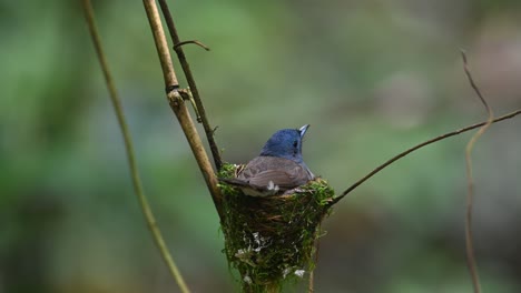 Schwarznackenmonarch,-Hypothymis-Azurea,-Thailand